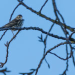 Pipit farlouse